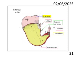 02/06/2025
31
divertículo
esôfago
Plano mediano
Estômago
suíno
fundo
Pequena
curvatura
duodeno
Toro pilórico
 
