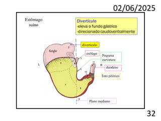 02/06/2025
32
divertículo
esôfago
Plano mediano
Estômago
suíno
fundo
Pequena
curvatura
duodeno
Toro pilórico
Divertículo
-eleva o fundo gástrico
-direcionado caudoventralmente
 