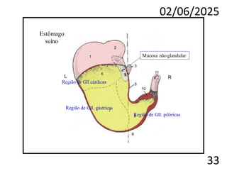 02/06/2025
33
Mucosa não glandular
Estômago
suíno
Região de Gll.cárdicas
Região de Gll. gástricas
Região de Gll. pilóricas
 