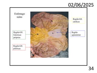 02/06/2025
34
Região
aglandular
RegiãoGll.
cárdicas
Região Gll.
Gástricas
próprias
Região Gll.
pilóricas
Estômago
suíno
 
