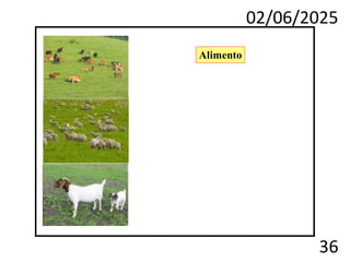 02/06/2025
36
Alimento
 
