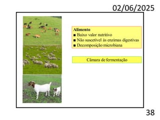 02/06/2025
38
Alimento
■ Baixo valor nutritivo
■ Não suscetível às enzimas digestivas
■ Decomposição microbiana
Câmara de fermentação
 