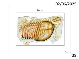 02/06/2025
39
Bovino
Popesko
 
