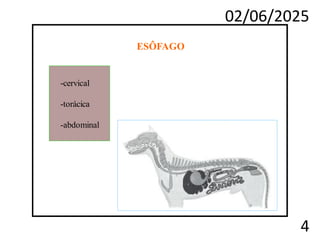 02/06/2025
4
-cervical
-torácica
-abdominal
ESÔFAGO
 