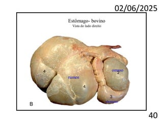 02/06/2025
40
Estômago- bovino
Vista do lado direito
omaso
rumen
abomaso
 