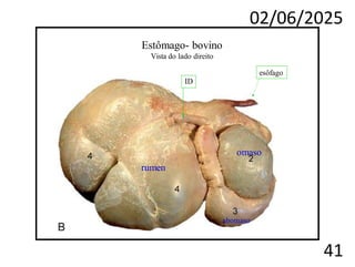 02/06/2025
41
esôfago
Estômago- bovino
Vista do lado direito
ID
omaso
rumen
abomaso
 