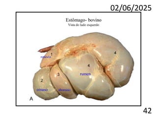 02/06/2025
42
Estômago- bovino
Vista do lado esquerdo
retículo
rumen
omaso abomaso
 