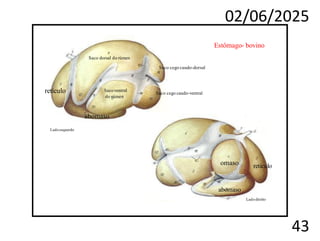 02/06/2025
43
Estômago- bovino
Lado esquerdo
Saco dorsal do rúmen
retículo
abomaso
Sacoventral
do rúmen
Saco cego caudo-dorsal
Saco cego caudo-ventral
omaso retículo
abomaso
Ladodireito
 
