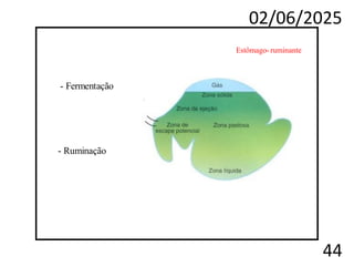 02/06/2025
44
Estômago- ruminante
- Fermentação
- Ruminação
 