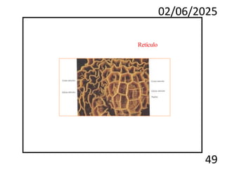 02/06/2025
49
Retículo
 