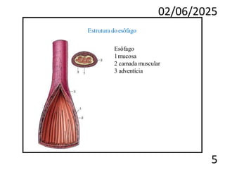 02/06/2025
5
Estrutura doesôfago
Esôfago
1mucosa
2 camada muscular
3 adventícia
 