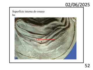 02/06/2025
52
Superfície interna do omaso
bo
Lâminas do omaso
 