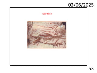 02/06/2025
53
Abomaso
 