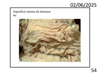 02/06/2025
54
Superfície interna do abomaso
bo
Pregas do abomaso
 