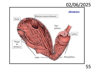 02/06/2025
55
Abertura omaso-abomasal
Pregas
do
abomaso
fundo
corpo
piloro
abomaso
Toro
pilórico
Parte pilórica
 