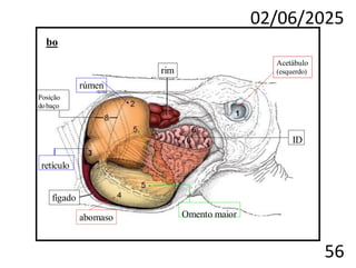 02/06/2025
56
Acetábulo
(esquerdo)
rim
rúmen
fígado
abomaso
bo
Posição
dobaço
ID
retículo
Omento maior
 
