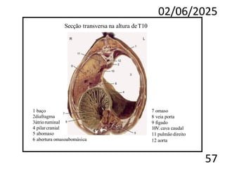 02/06/2025
57
Secção transversa na altura deT10
7 omaso
8 veia porta
9 fígado
10V.cava caudal
11 pulmão direito
12 aorta
1 baço
2diafragma
3átrioruminal
4 pilarcranial
5 abomaso
6 abertura omasoabomásica
 