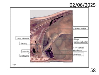 02/06/2025
58
cap
coração
diafragma
Àtrio do rúmen
Sulco reticular
retículo
Prega
ruminoreticular
abomaso
Saco ventral
do rúmen
 