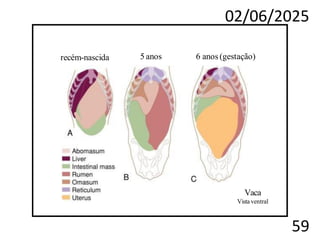 02/06/2025
59
recém-nascida 5 anos 6 anos (gestação)
Vaca
Vista ventral
 