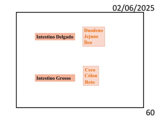 02/06/2025
60
Duodeno
Jejuno
Íleo
Ceco
Cólon
Reto
Intestino Delgado
Intestino Grosso
 