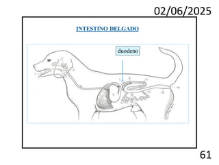 02/06/2025
61
duodeno
INTESTINO DELGADO
 