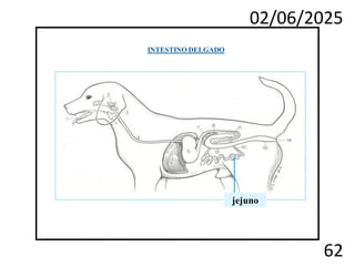02/06/2025
62
jejuno
INTESTINO DELGADO
 