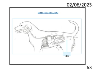 02/06/2025
63
INTESTINO DELGADO
íleo
 