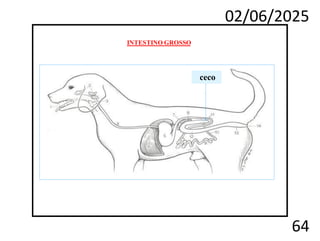 02/06/2025
64
ceco
INTESTINO GROSSO
 
