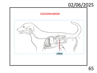 02/06/2025
65
cólon
INTESTINO GROSSO
 