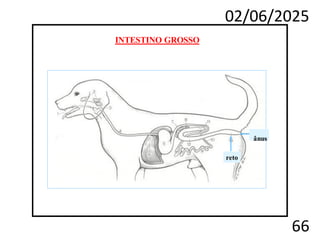 02/06/2025
66
reto
INTESTINO GROSSO
ânus
 