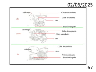 02/06/2025
67
cão
cavalo
boi
Cólon ascendente
Cólon descendente
estômago
Cólon descendente
ceco
Cólon ascendente
Intestino delgado
ceco
Intestino delgado
estômago
Cólon descendente
Cólon ascendente
ceco
estômago
 