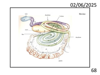 02/06/2025
68
Bovino
duodeno
duodeno
íleo
ceco
cólon
reto
jejuno
 