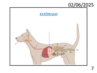 02/06/2025
7
ESTÔMAGO
 