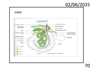 02/06/2025
70
SUÍNOS
 