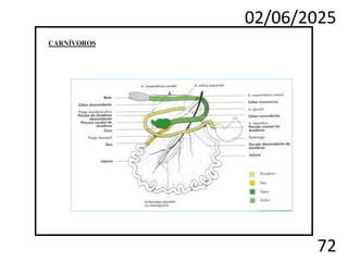 02/06/2025
72
CARNÍVOROS
 