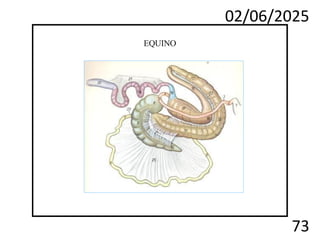 02/06/2025
73
EQUINO
 