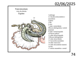 02/06/2025
74
Tratointestinal,
visto da direita
Equino
1estômago
2,3 duodeno descendente e
ascendente
4 jejuno
5 íleo
6 ceco
7 colon ventraldireito
8flexura diafragmática ventral
(esternal)
9 colon ventralesquerdo
10 flexura pélvica
11 cólon dorsalesquerdo
12flexura diafragmática
13 colon dorsal direito
13´mesocólon ascendente
14 cólon transverso
15 colon descendente (menor)
16 reto
17 artéria mesentérica cranial
 
