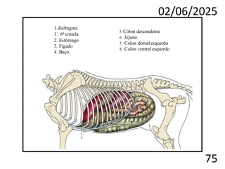 02/06/2025
75
1.diafragma
1´. 6ª costela
2. Estômago
3. Fígado
4. Baço
5. Cólon descendente
6. Jejuno
7. Colon dorsal esquerdo
8. Colon ventral esquerdo
 