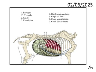 02/06/2025
76
1.diafragma
1´. 6ª costela
2. fígado
3. Rim direito
4. Duodeno descendente
5. Corpo do ceco
6. Colon ventral direito
7. Colon dorsal direito
 