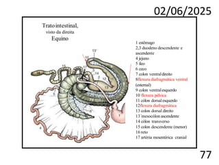 02/06/2025
77
Tratointestinal,
visto da direita
Equino
1 estômago
2,3 duodeno descendente e
ascendente
4 jejuno
5 íleo
6 ceco
7 colon ventraldireito
8flexura diafragmática ventral
(esternal)
9 colon ventralesquerdo
10 flexura pélvica
11 cólon dorsalesquerdo
12flexura diafragmática
13 colon dorsal direito
13´mesocólon ascendente
14 cólon transverso
15 colon descendente (menor)
16 reto
17 artéria mesentérica cranial
 