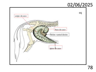 02/06/2025
78
corpo do ceco
cólon ventral direito
eq
base do ceco
ápice do ceco
 