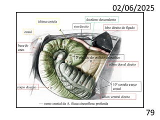 02/06/2025
79
---- ramo cranial da A. ilíaca circunflexa profunda
coxal
corpo doceco
basedo
ceco
3 posição do orifício cecocólico
última costela
rim direito
duodeno descendente
lobo direito do fígado
cólon dorsal direito
cólon ventral direito
10ª costela earco
costal
 