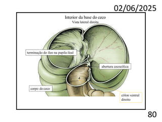 02/06/2025
80
Interior da base do ceco
Vista lateral direita
terminação do íleo na papila ileal
abertura cecocólica
corpo do ceco
cólon ventral
direito
 