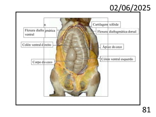 02/06/2025
81
Cartilagem xifóide
Ápice do ceco
Cólon ventral esquerdo
Flexura diafragmática dorsal
Corpo do ceco
Colón ventral d ireito
gmática
Flexura diafra
ventral
 