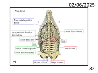 02/06/2025
82
Vista dorsal
base do ceco
cólon ventral esquerdo
flexura pélvica corpo do ceco
cólon dorsal esquerdo
cólon dorsal direito
cólon transverso
parte proximal do cólon
descendente
rim
rim
flexura diafragmática
dorsal
eq
 