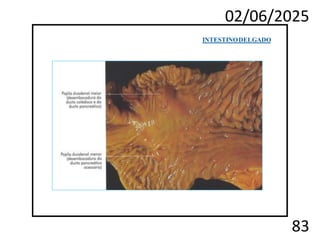 02/06/2025
83
INTESTINODELGADO
 