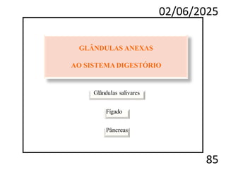 02/06/2025
85
GLÂNDULAS ANEXAS
AO SISTEMA DIGESTÓRIO
Glândulas salivares
Fígado
Pâncreas
 