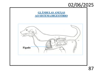 02/06/2025
87
Fígado
GLÂNDULAS ANEXAS
AO SISTEMADIGESTÓRIO
 