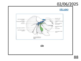 02/06/2025
88
FÍGADO
cão
 