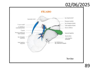 02/06/2025
89
FÍGADO
bovino
 